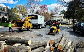 How Our Tree Care Process Works  in Hokendauqua, PA